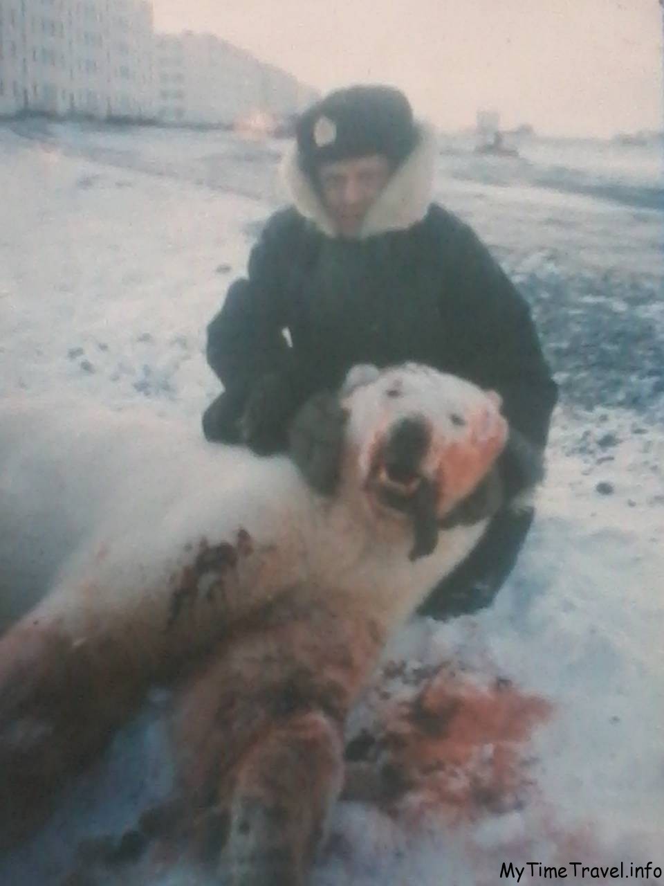 Убитый белый медведь