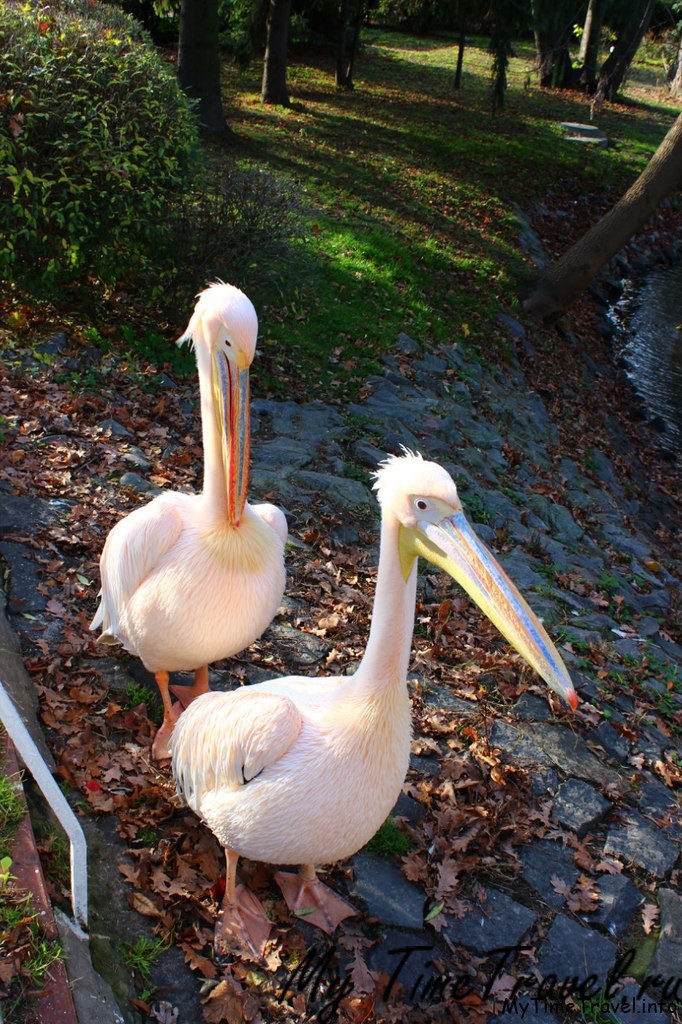 Пеликаны