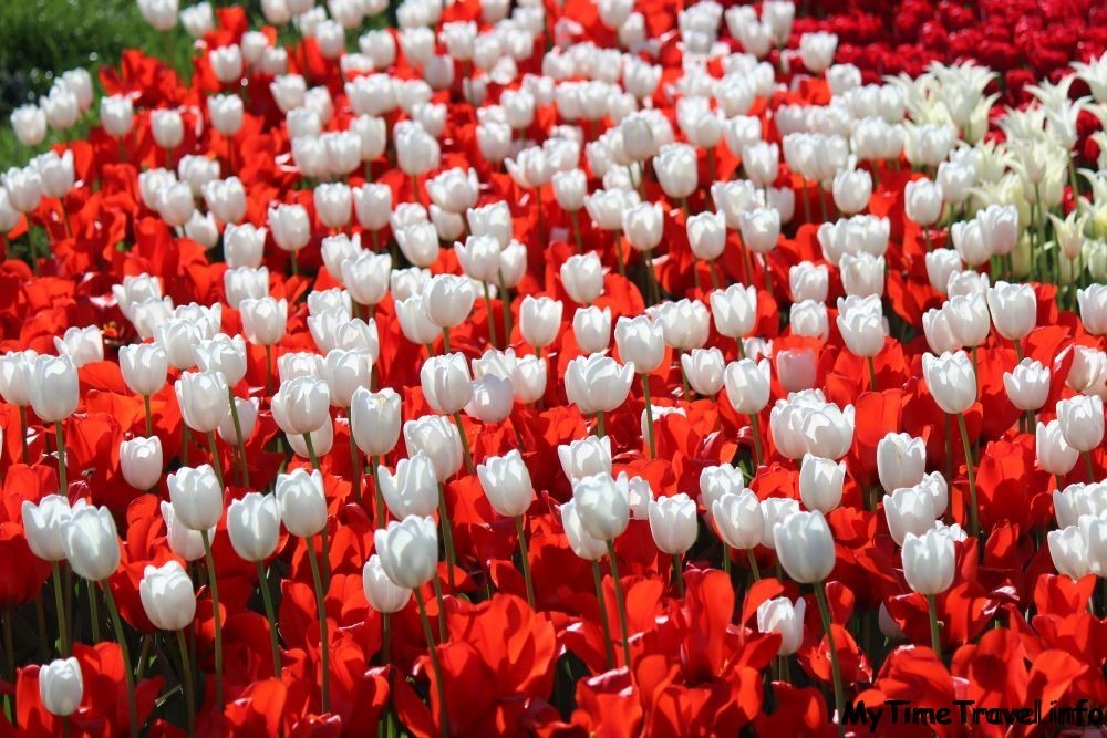 Фестиваль тюльпанов в Киеве