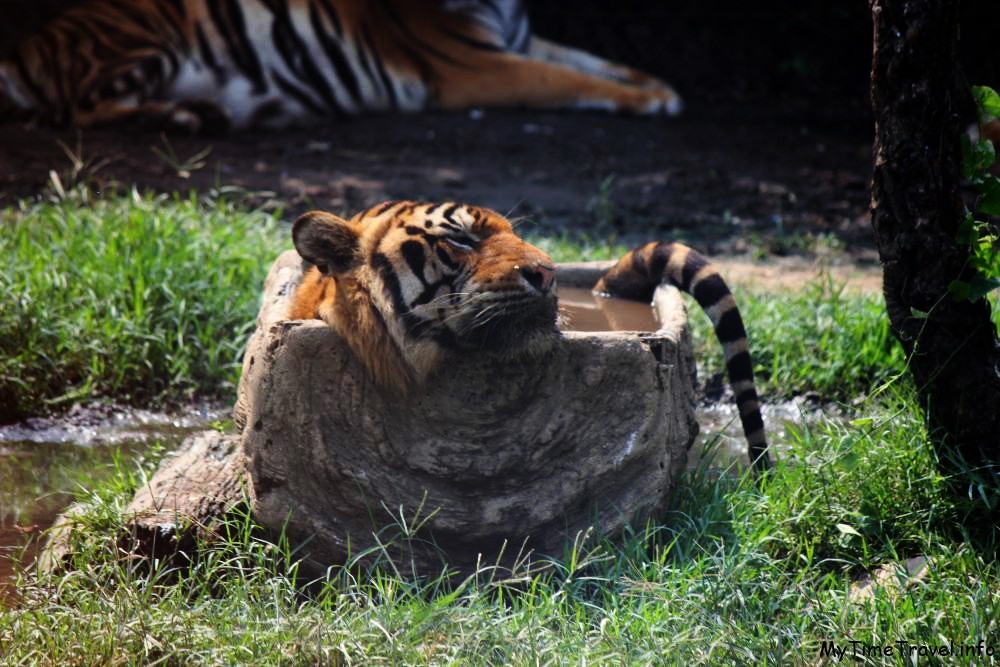 Тигр лежит в воде фото
