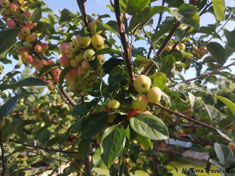 Райские яблочки, фото