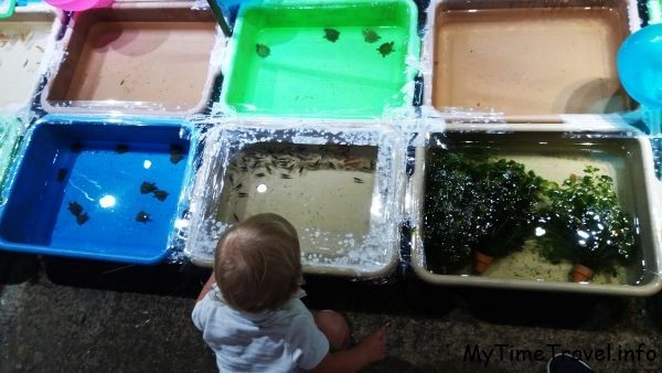 Ребенок смотрит на рыбок и черепашек в емкостях
