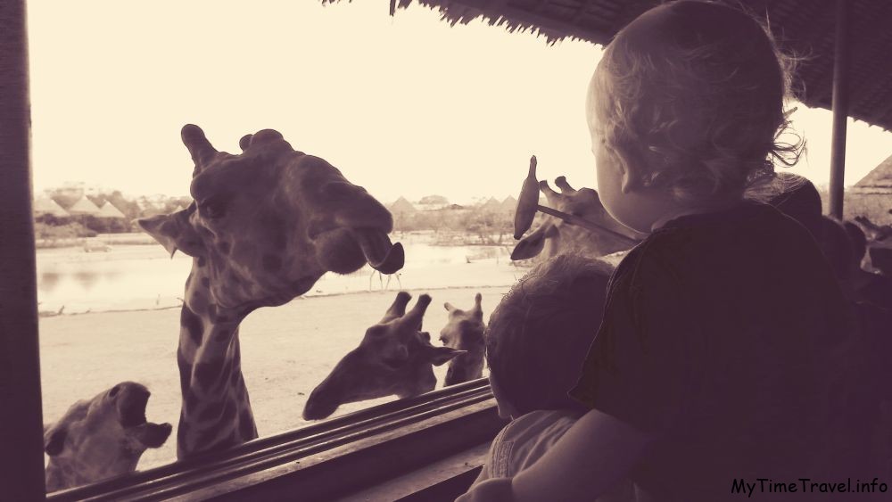 Ребёнок кормит жирафа