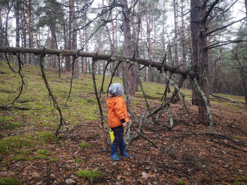 Поваленное дерево в лесу и ребенок