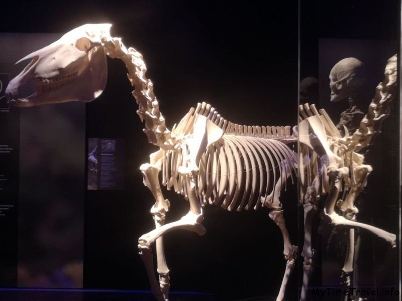 Скелет лошади и человека
