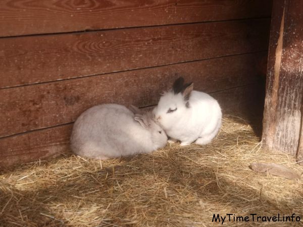 Влюбленные кролики
