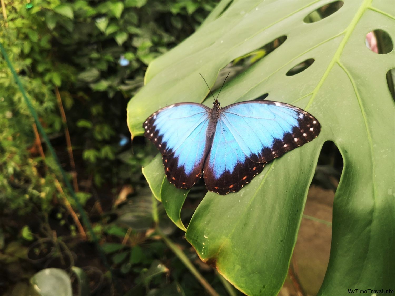 Синяя тропическая бабочка