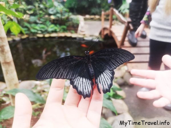 Черная тропическая бабочка