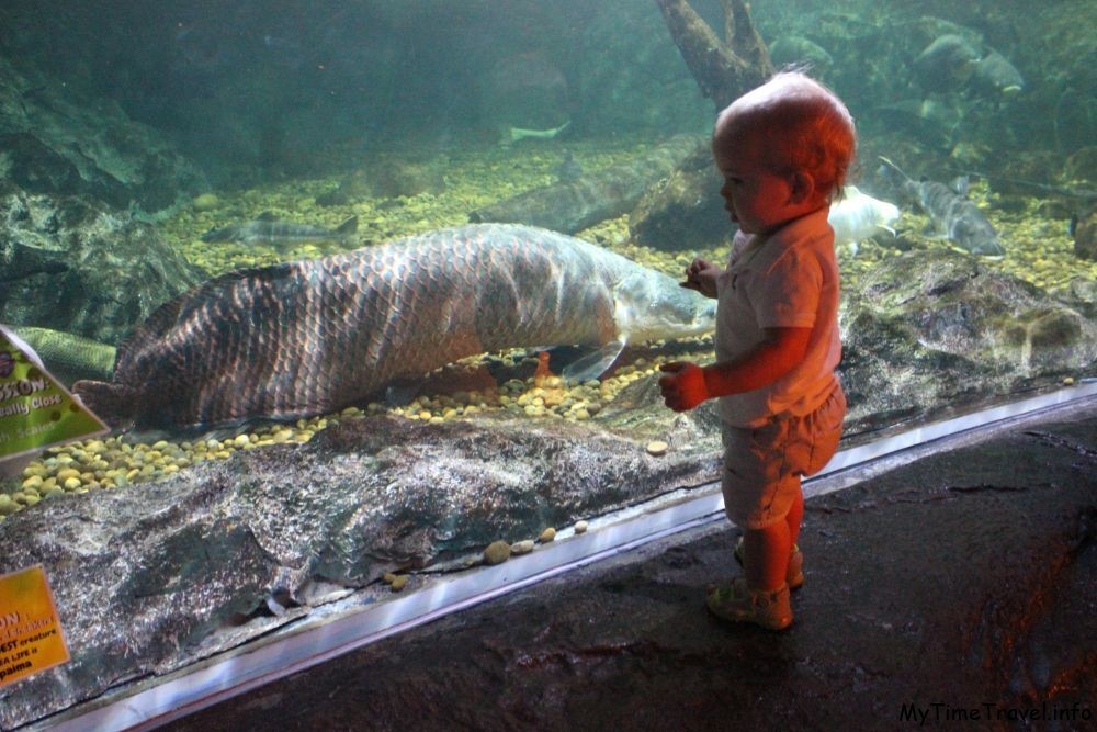 Ребенок смотрит на большую рыбу через стекло аквариума