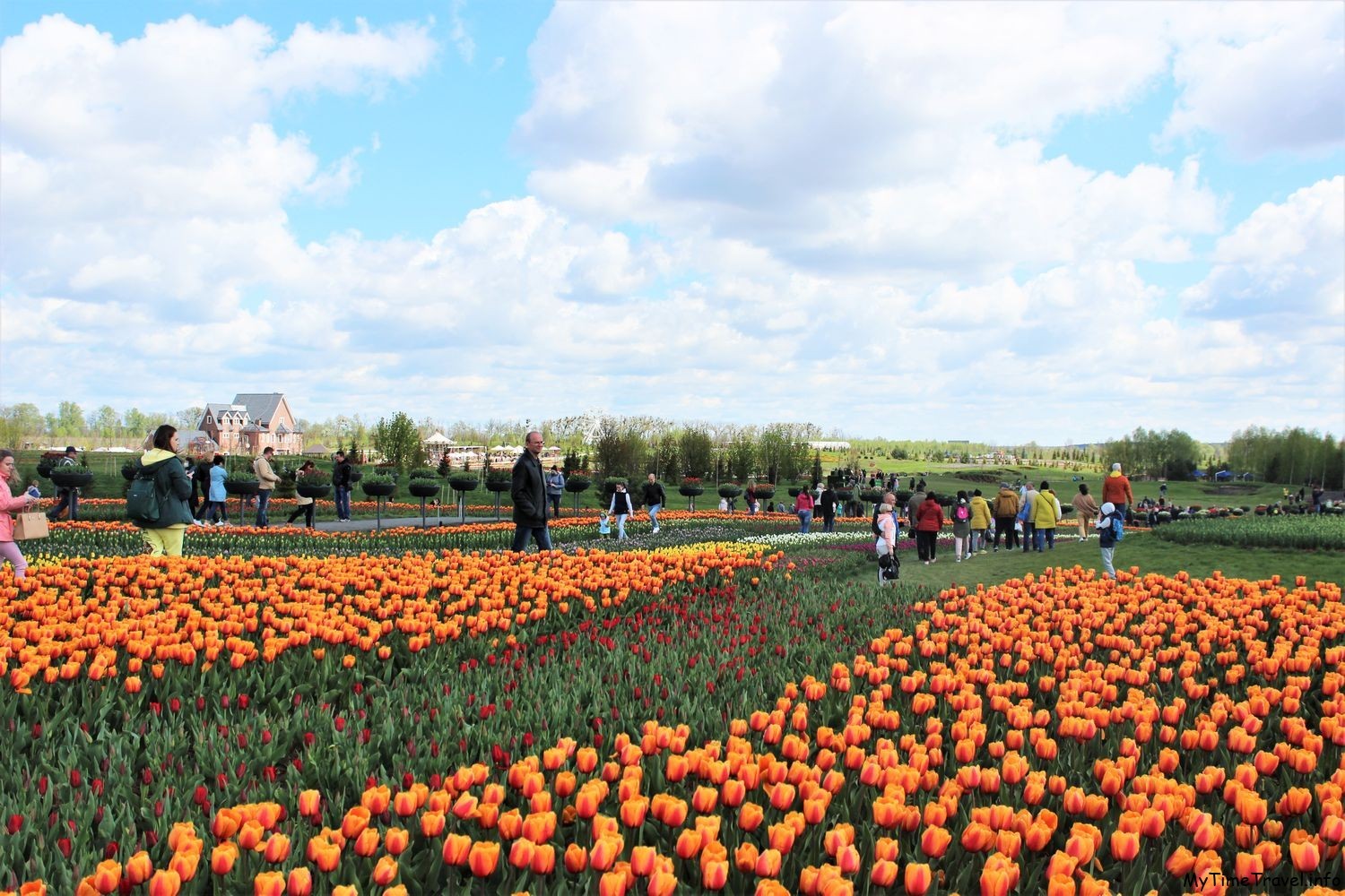 Цветение тюльпанов недалеко от Киева