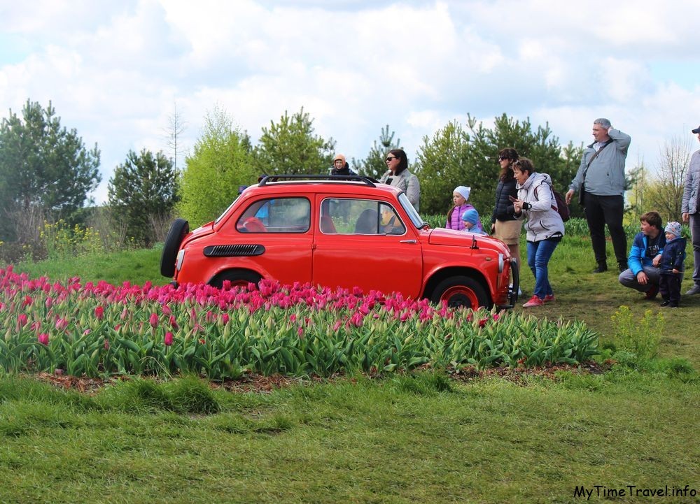 Красная машина в клумбе с тюльпанами