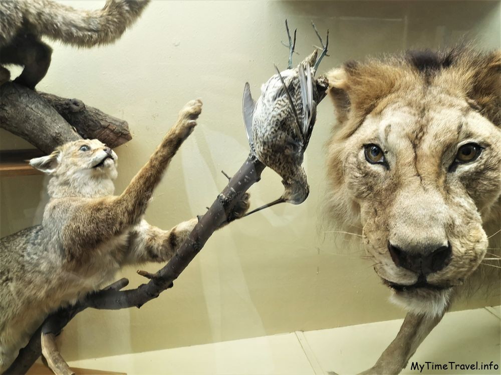 Зал с чучелами животных в киевском зоологическом музее