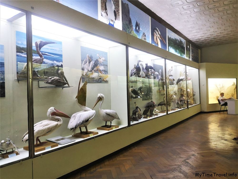 Зал с птицами в зоологическом музеи Киева