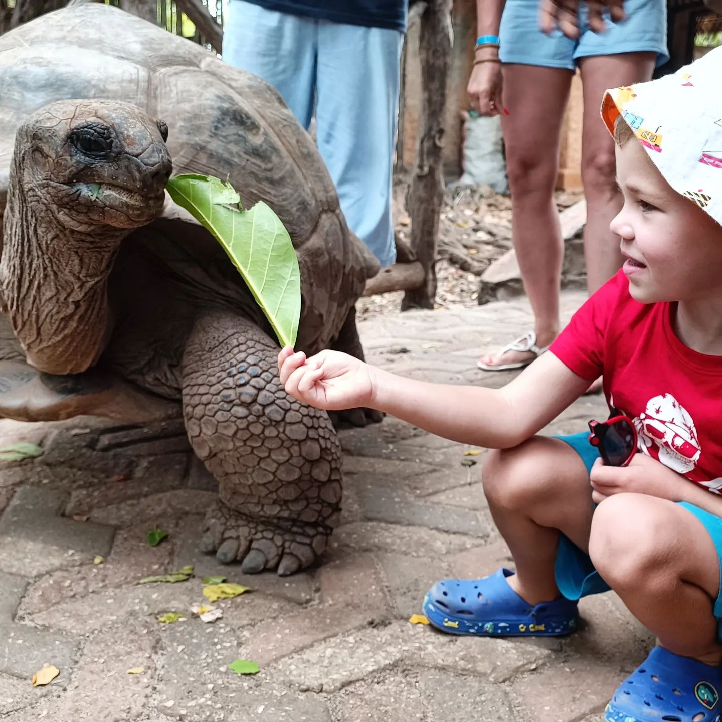 Мальчик и гигантская черепаха