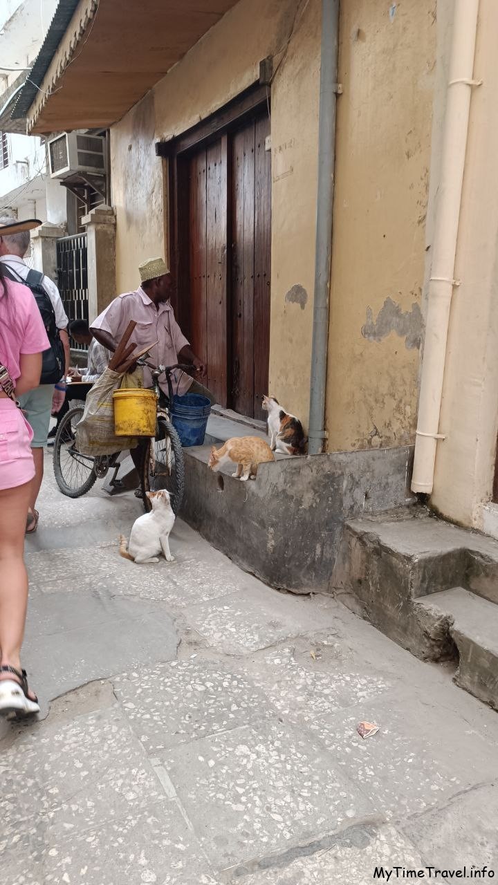 Мужчина на велосипеде и уличные коты