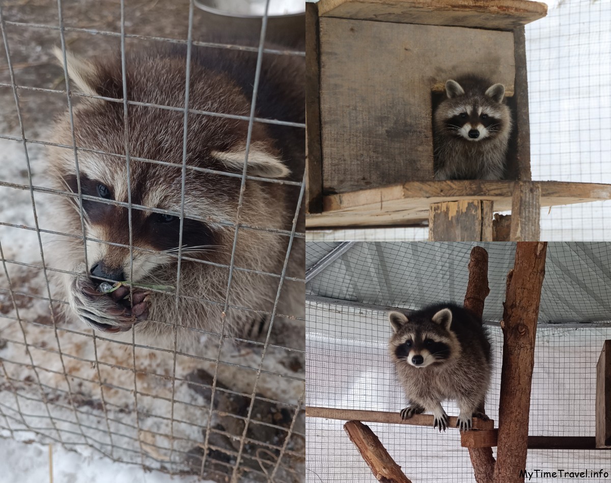 Еноты в Доме хаски