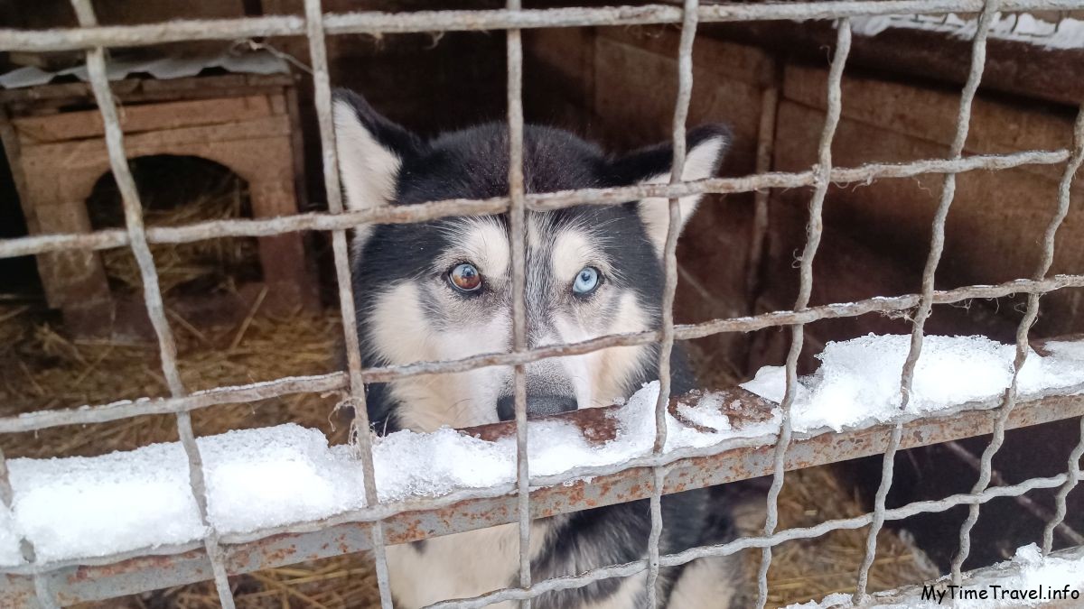 Разноцветные глаза у хаски