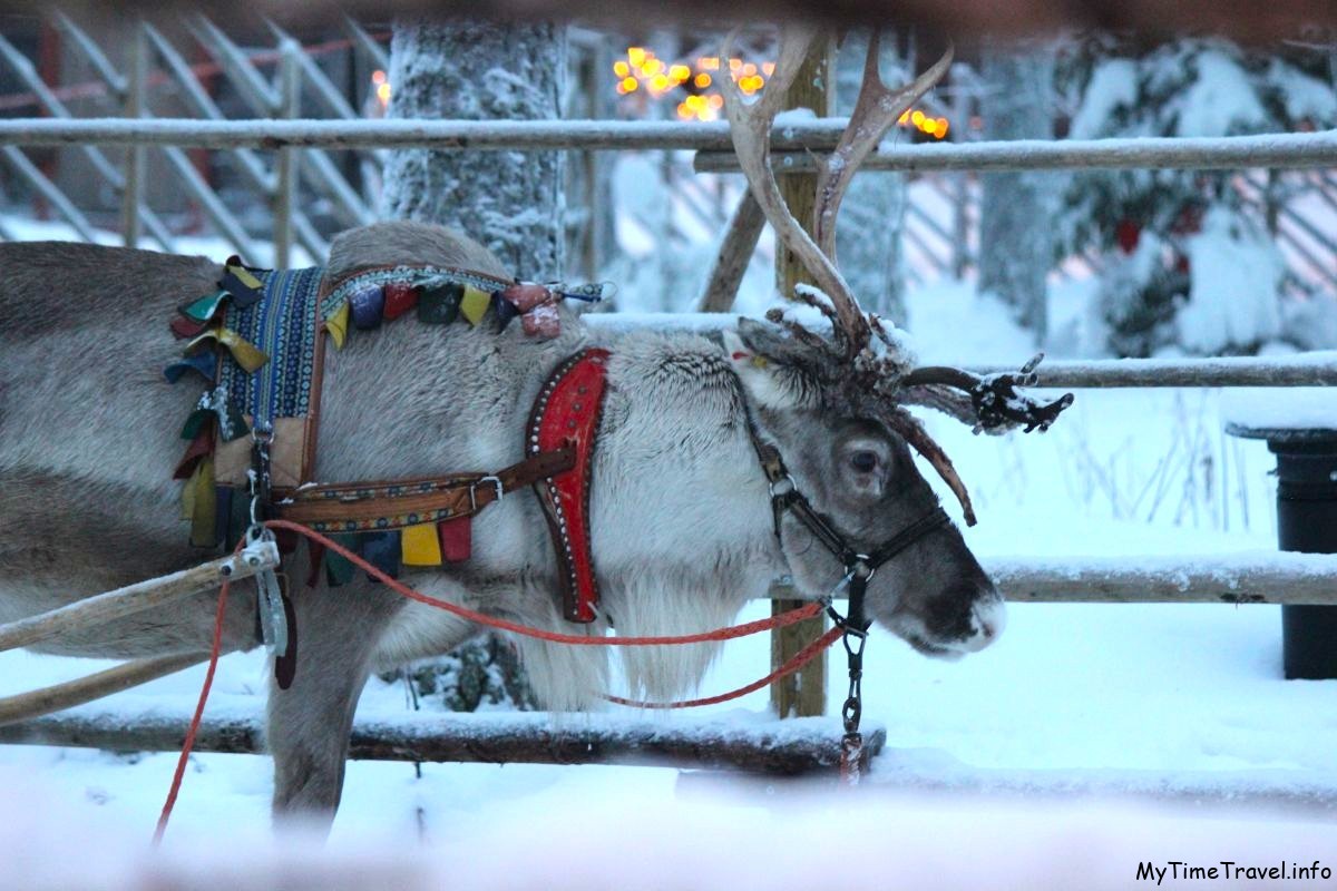 Северный олень в упряжке